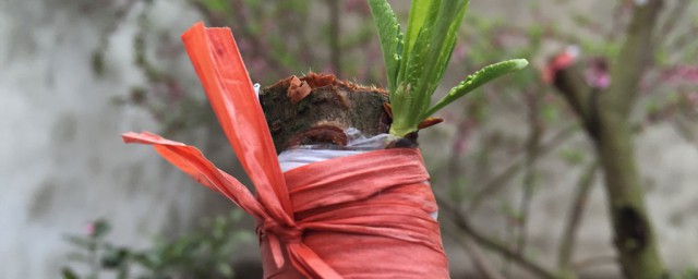 桃树嫁接时间(桃树嫁接时间和方法视频直播)