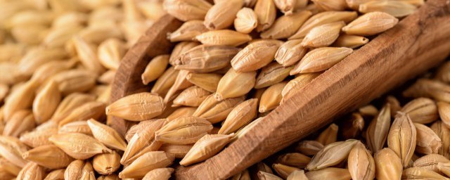 如何让小麦发芽(小麦发芽的12个步骤)