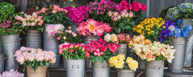 桃花樱花杏花海棠花怎么区别(海棠樱花桃花梅花的区别)