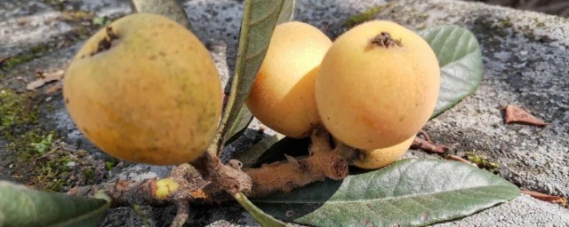 新鲜枇杷树枝煮水可以喝吗(枇杷树叶煮水喝)