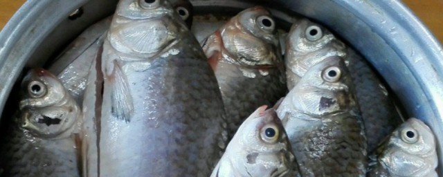 梦到鱼死了有什么寓意(梦见死的鱼什么意思)