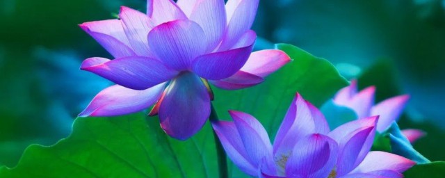 萍聚的意思(萍聚这首歌表达什么意思)