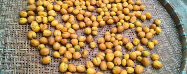 黄皮干存放的时间(黄皮怎么晒干可以存最久)