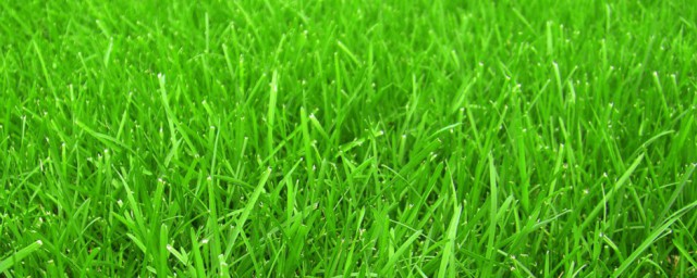 足球场的草坪介绍(足球场地用什么草坪)