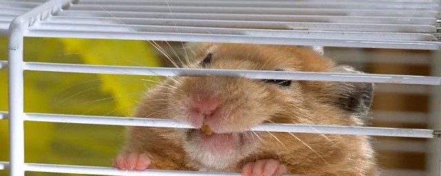 关于仓鼠咬笼子的原因(为啥仓鼠咬笼子)