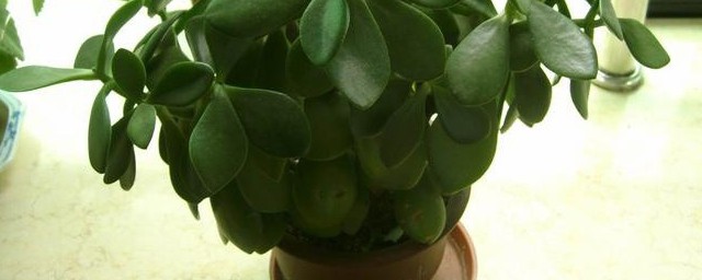 玉树在冬季修剪比较好(玉树夏季修剪)