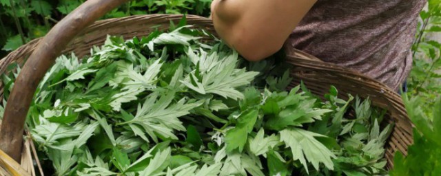 艾草水洗澡的正确方法(怎么洗艾草澡)