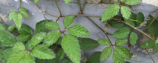 喝绞股蓝会死亡的原因(为啥千万别喝绞股蓝)