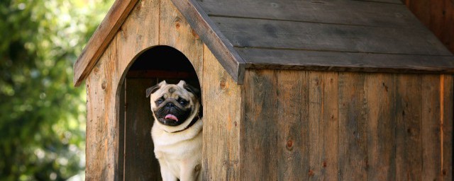 夏天狗狗生宝宝注意哪些(狗狗夏天生小狗怎么弄呀)