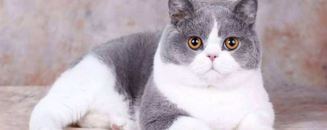 英短夏天注意事项(英短过冬要注意什么)