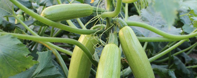 西葫芦介绍(西葫芦 百度百科)