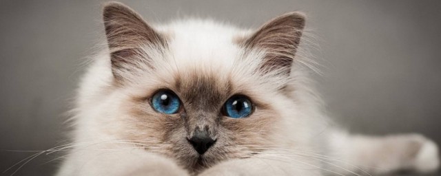 梦见猫怀孕意思(梦见猫怀孕是什么预兆)