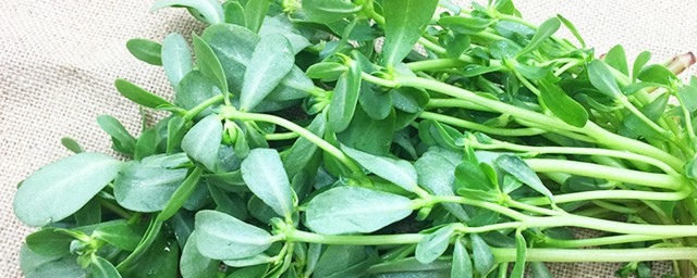 马齿苋和牛奶能不能一起吃(马齿苋和酸奶能同食吗)