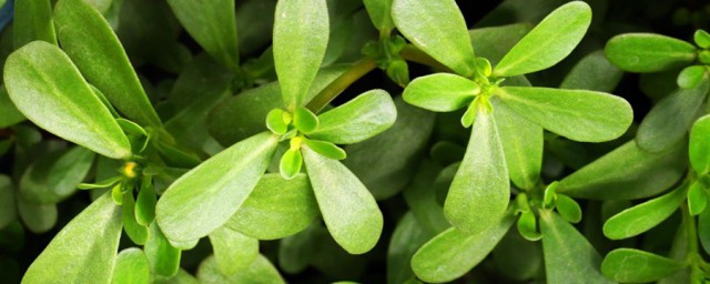 马齿苋祛痘印多久见效呢(马齿苋治疗痘印)