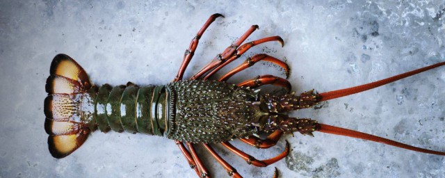 澳龙的做法(蒜蓉澳龙的做法)