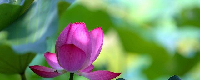 赞美荷花的话(赞美荷花的话短一些的)