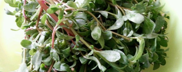 马齿苋祛痘敷多久见效(马齿苋可以敷痘痘吗)