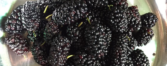 桑葚用开水泡还是温水好(桑葚用热水泡还是凉水)