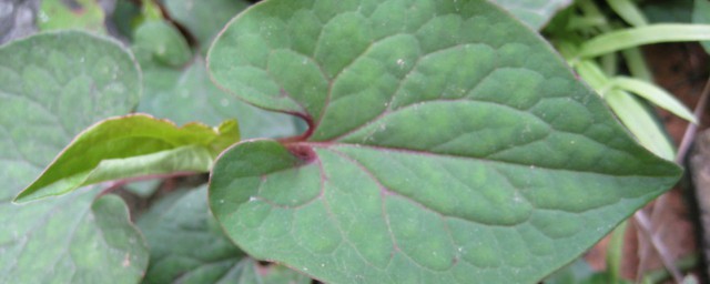 鱼腥草的叶子和根功效介绍(鱼腥草的叶与根)