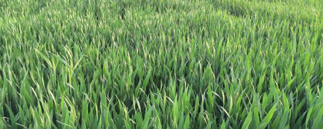 大麦若叶对调理脾胃有作用吗(脾胃虚寒可以喝大麦若叶吗)