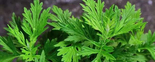 眼睛疲劳能不能用艾叶呢(艾叶对眼睛有什么好处)