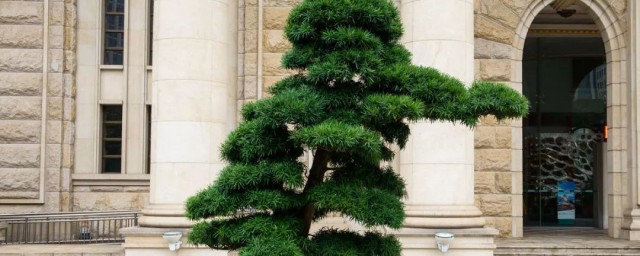 罗汉松的寓意介绍(罗汉松的象征)