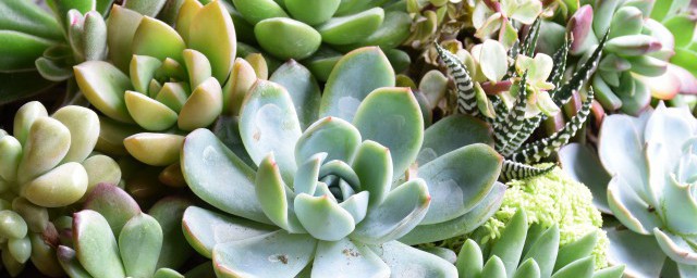 关于配多肉植物的文艺句子(欣赏多肉植物的句子)