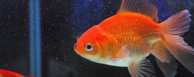 金鱼产卵后的处理方法(金鱼产卵注意事项)