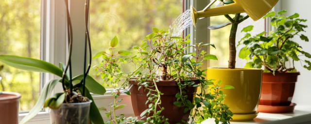 适合上水石盆景点缀的植物有哪些(室内上水石上栽什么植物好)