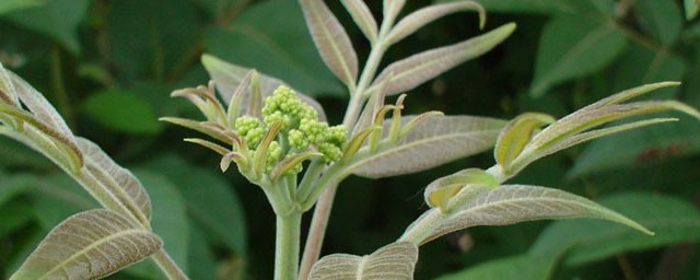 吃吴茱萸的禁忌(吴茱萸可以吃吗)