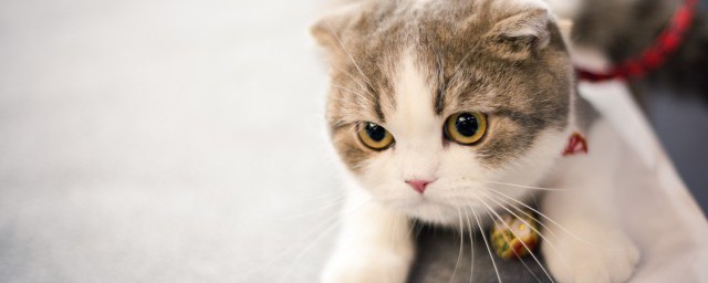 新手养猫需要注意什么(新手养猫猫需要注意什么)