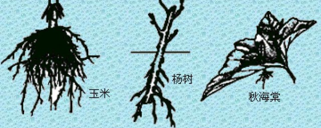 不定根是什么(人参组培不定根是什么)