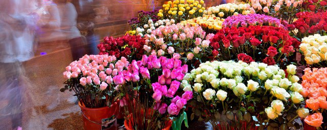 什么花不可以用羊粪(种花能用羊粪吗)