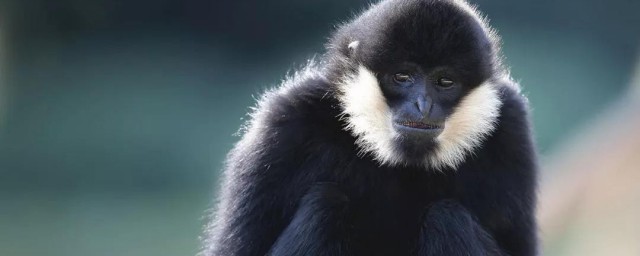 猿的叫声怎样(猿的叫声怎样形容词)