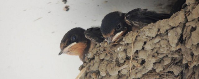 燕子在家做窝有啥意思(燕子来做窝,意味着什么)