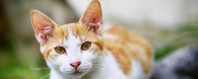 为什么不可以猫吃熟牛肉(猫不可以吃牛肉吗)