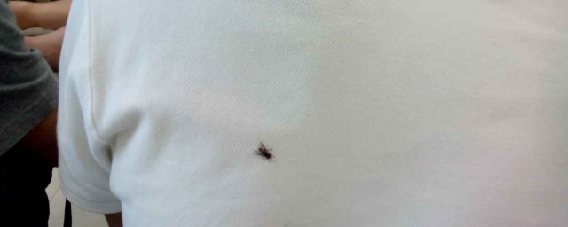 怎么去除衣服上的苍蝇屎(衣服上有苍蝇屎怎么办)