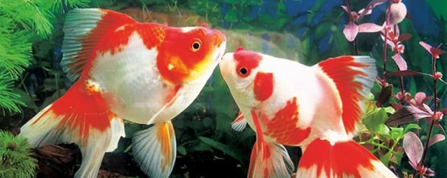 夏天养金鱼注意事项介绍(冬天养金鱼注意事项)