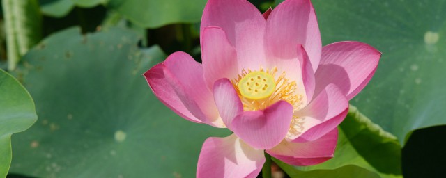 荷花的寓意象征意义是什么(荷花的象征含义)