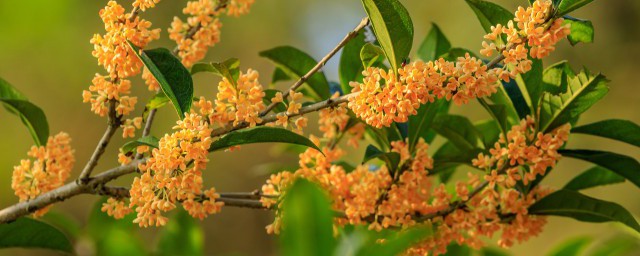 桂花果子用途有什么(桂花果子有什么功效)