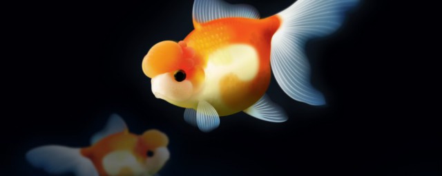 梦到金鱼意思是什么(梦见金鱼的象征意义)