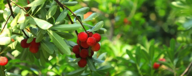 梦见摘杨梅什么意思(梦见摘杨梅周公解梦)