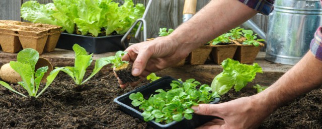 房顶种植需要注意哪些问题(屋顶上种植影响风水吗)