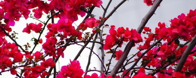 三角梅适合很多种土的但是不要用园土(种三角梅用什么土壤)