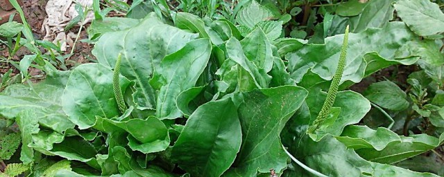 车前草煮水洗脸功效(车前草煮水洗澡有什么功效)