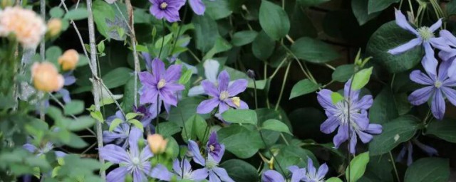 铁线莲最漂亮的品种是啥(铁线莲最美的品种)