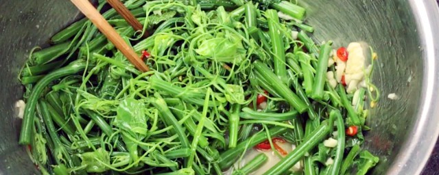 龙须菜简介(龙须菜百度百科)