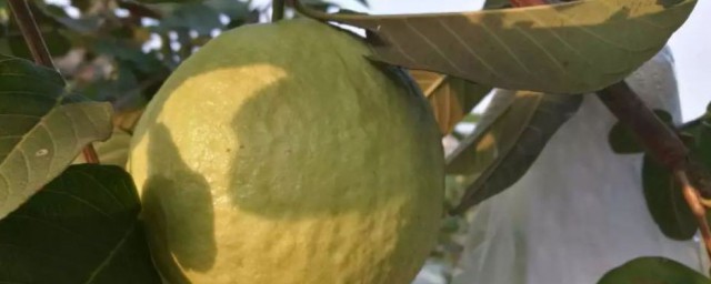 芭乐放几天能熟(芭乐怎么存放可以早熟)