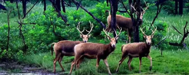 麋鹿的寓意是什么(麋鹿是什么的象征)