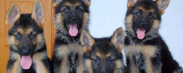 德牧夏天注意事项(德牧冬天可以洗澡吗)